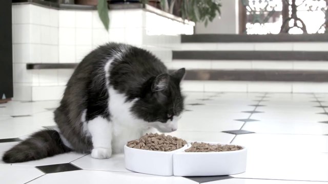 So funny Whiskas Commercial parody... poor little cat...