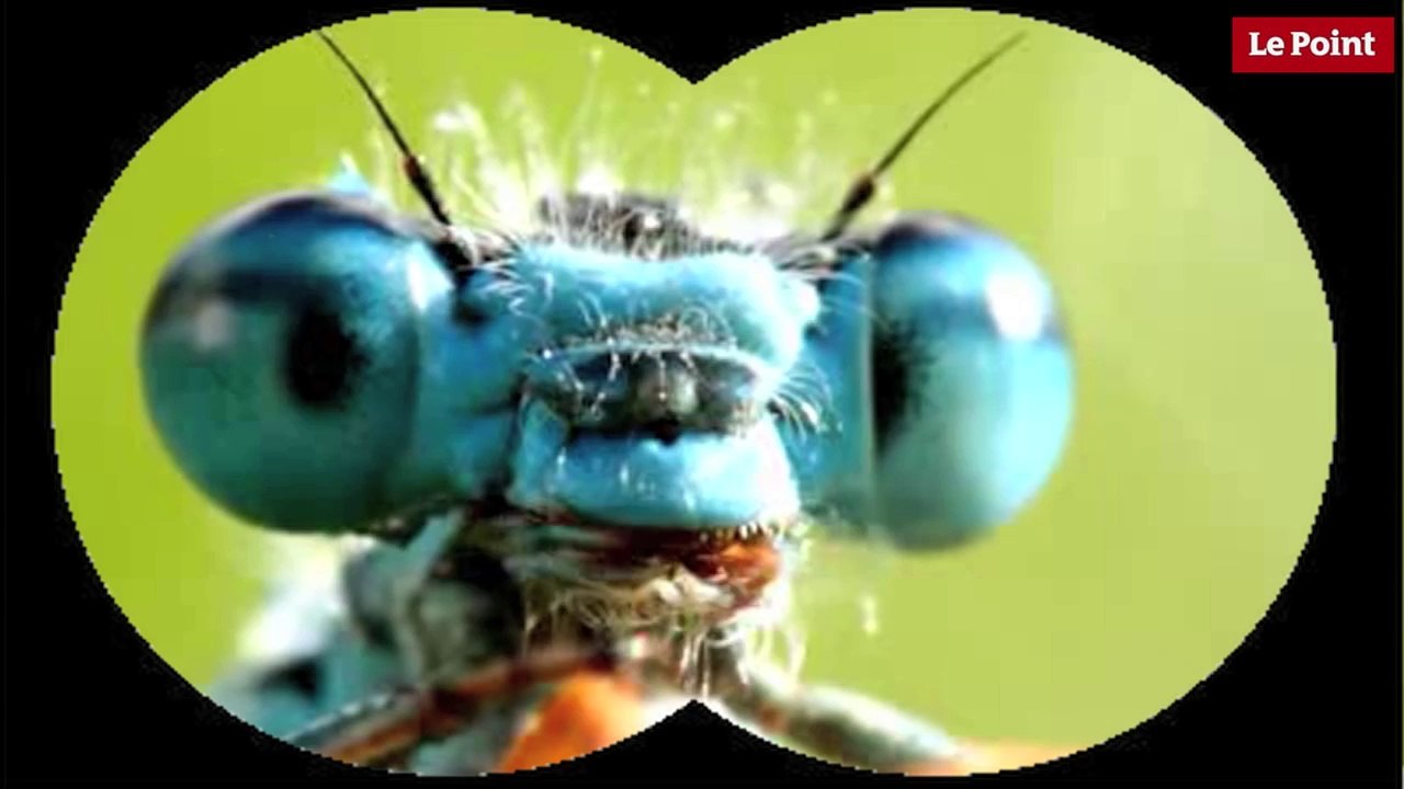 Nos amies les bêtes de sexe : La demoiselle