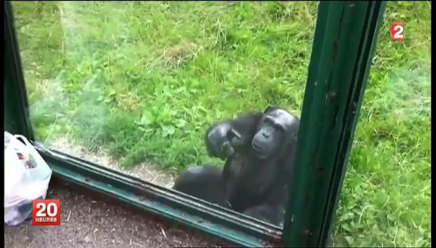 Langage des signes du chimpanzé