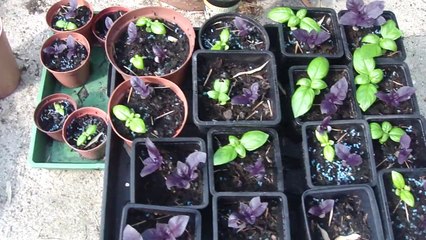 basil seedlings