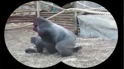 Nos amies les bêtes de sexe : Le gorille