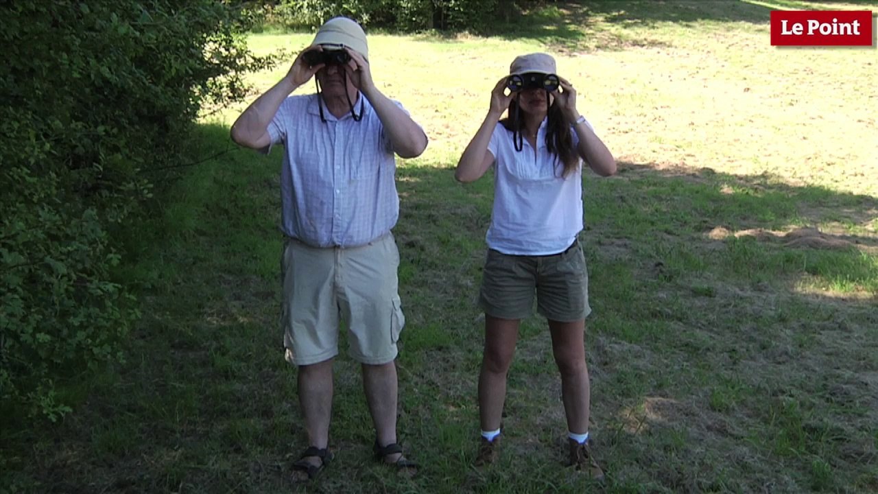 Nos amies les bêtes de sexe : La punaise des lits