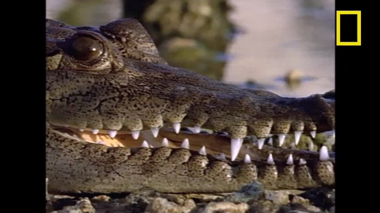 Combat Tigre vs. Crocodile [National Geographic]