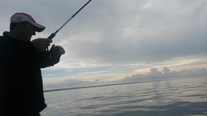 bar de 2kg au leurre souple