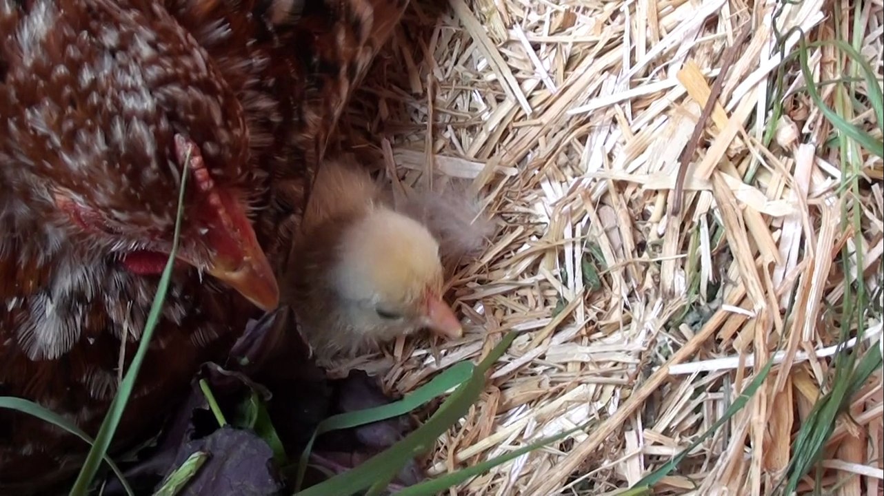 Nougat et son premier poussin