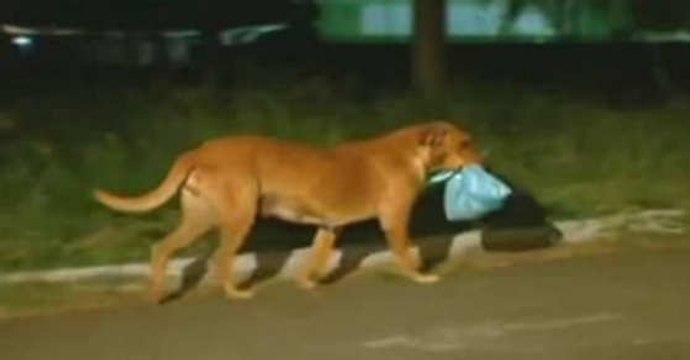 Lilica, A Emocionante História Da Cadela Solidária Que Alimenta Outros Animais