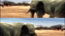 Lion vs Alligator vs Anaconda vs Rhino vs Elephant vs Bear Vs Cougar