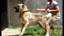 Turkish Lion , Kangal the nr 1 Dog of the world