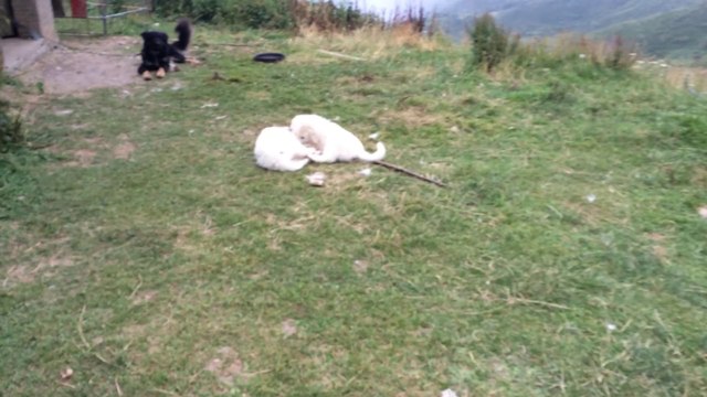 Chiot bébé patou des Pyrénées