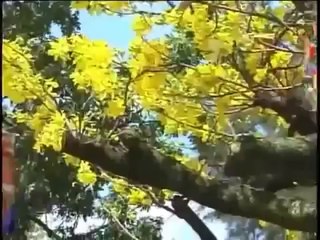 Mắt Ngọc - Đón Tết (Tết Saigon Đón Nàng Xuân)