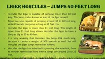 Liger Hercules Jumps 40 Feet Long