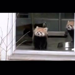 Morra de rir com esse panda assustado