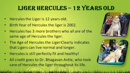Liger Hercules 12 Years Old