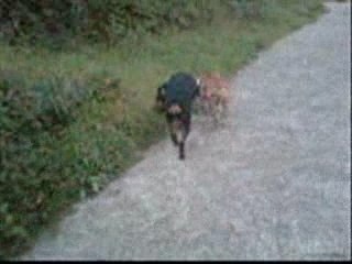 Video de mon rott et son copain staff