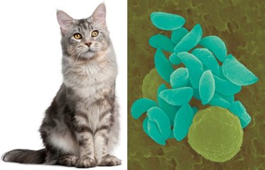 Could A Parasite Found In Cat Poop Help Fight Cancer?