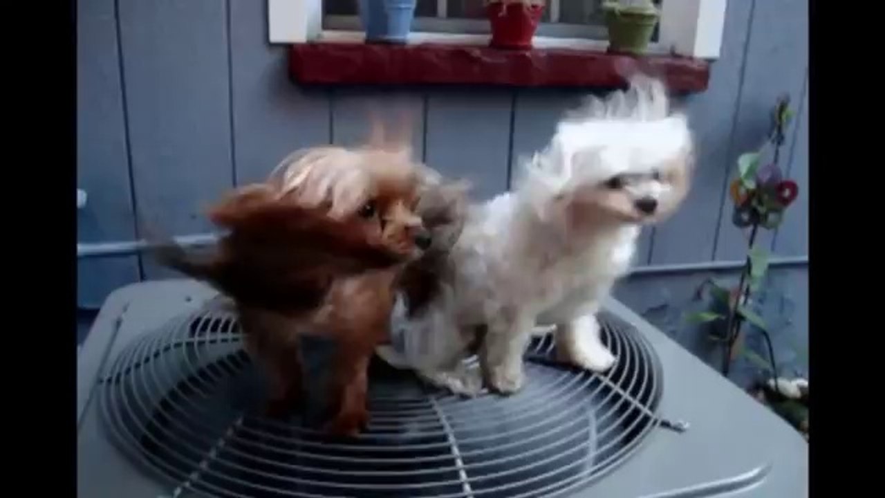 Marilyn Monroe Dogs