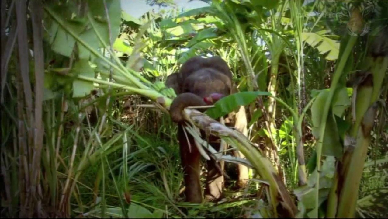 Documentaire: Autopsie animal L'éléphant