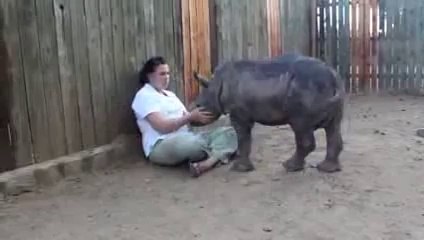 Snuggle time with endagered baby Rhino Gertjie