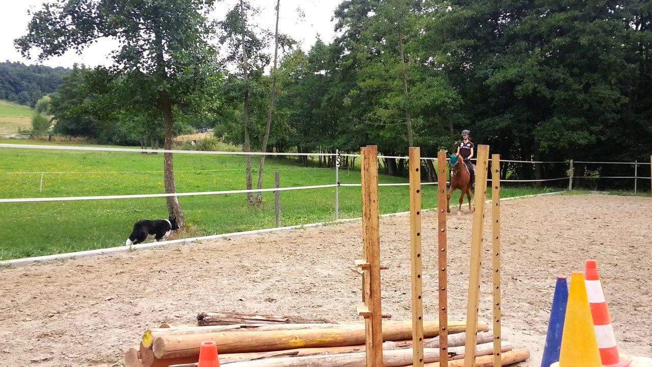 Ody- Dressage juillet 2014 vidéo
