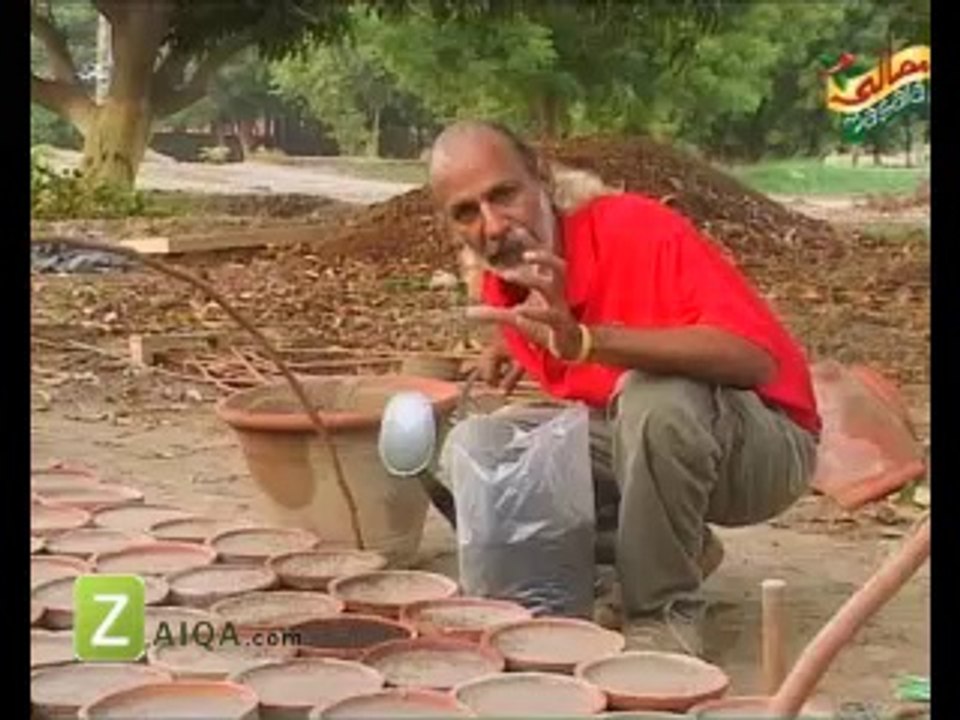 Grow Onion