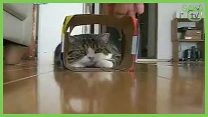 Kedinin Pervane İle İmtihanı