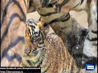 Dunya news-Bengal tiger on verge of being wiped out