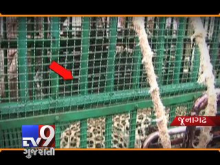 Junagadh : Leopard, which had spread terror in village, caged in - Tv9 Gujarati