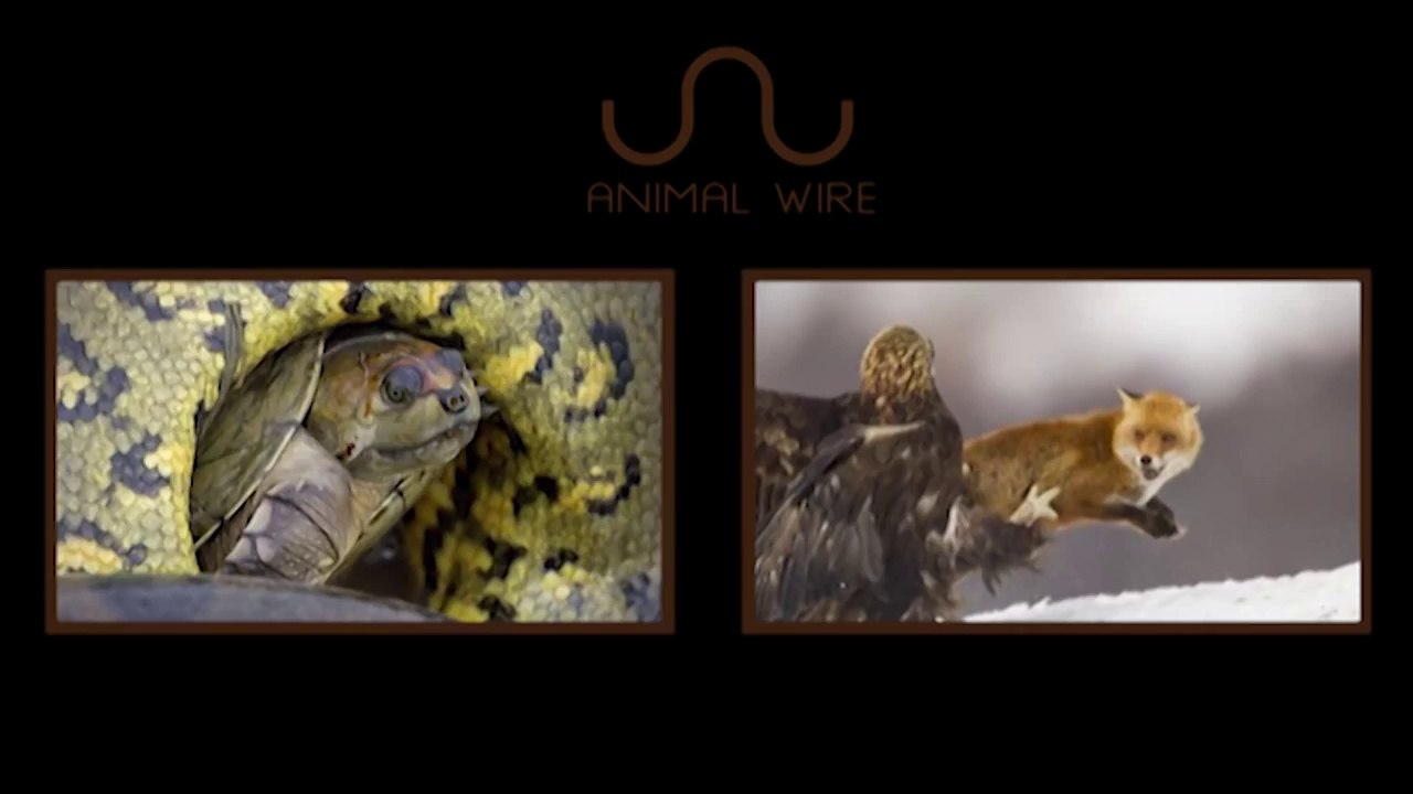 EAGLE SNATCHES KID Eagle Picks Up Baby video Dailymotion