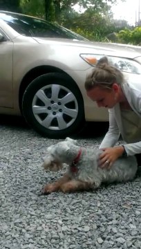 Adorable Dog passes out because he is too happy! Impressive...