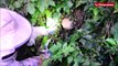 Morlaix. Destruction d'un nid de frelons asiatiques