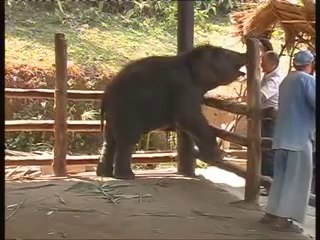Baby elephant cuddles with man.