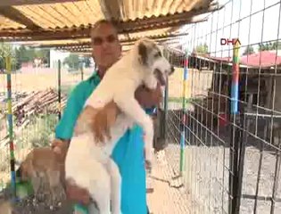 3 katlı evini hayvan barınağına çevirdi