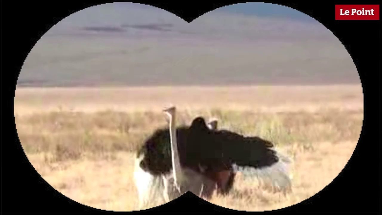 Nos amies les bêtes de sexe : L'autruche