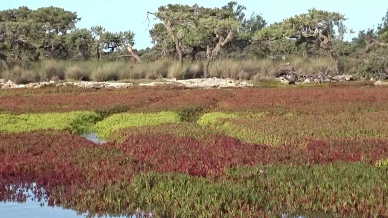 Les Eparses, des îlots préservés de biodiversit...