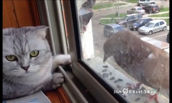 Lazy cat and Hungry Pigeon / Ленивый кот и голодный голубь