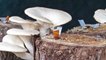 Growing Mushrooms on Your Own Substrate and Container Using Mushroom Garden Kit