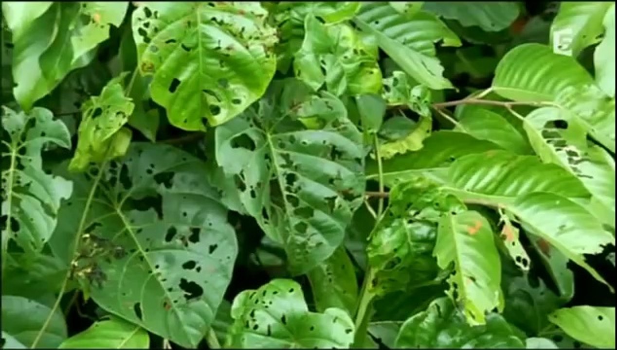 Complicites sauvages,les forêts tropicales