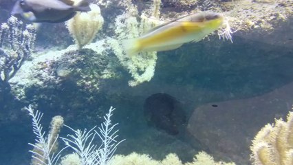 Musée de la mer à Biarritz le 10-07-14