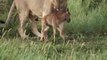 Lion saves a baby calf from another lion attack- OFFICIAL