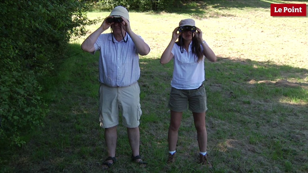 Nos amies les bêtes de sexe : L'araignée australienne