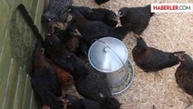 Rize'de 'Atak-S' İsmi Verilen Yerli Tavuk Üretildi
