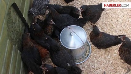 Rize'de 'Atak-S' İsmi Verilen Yerli Tavuk Üretildi