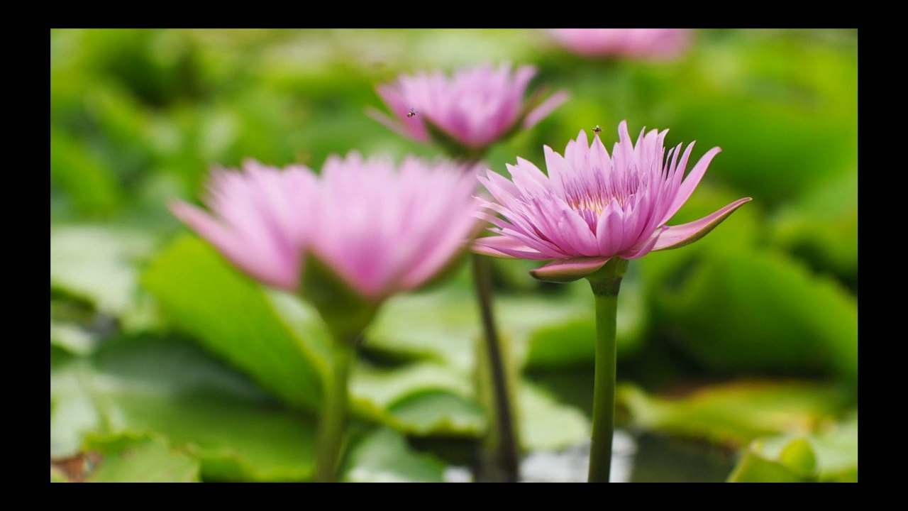 TEST  OMD-EM5 + Navitron 50mm,F0.95 Movie Mode