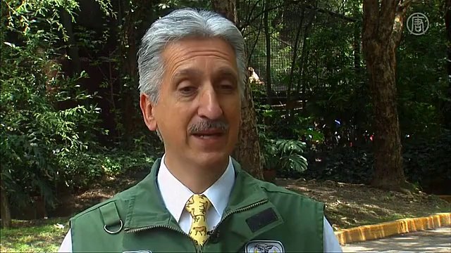 В зоопарке Мексики родились редкие волчата