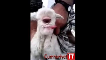 Tek gözlü oğlak doğdu