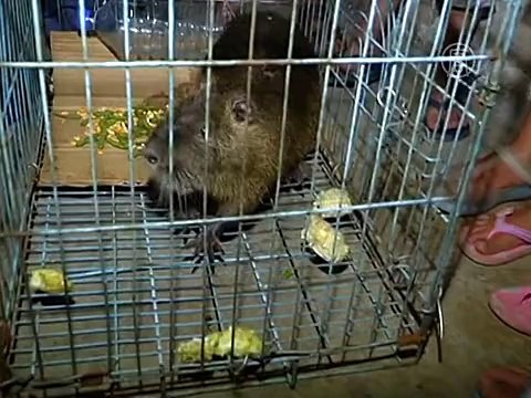 Огромную бамбуковую крысу поймали на рынке в Китае