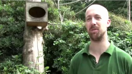 Miniscule Monkey Born at London Zoo