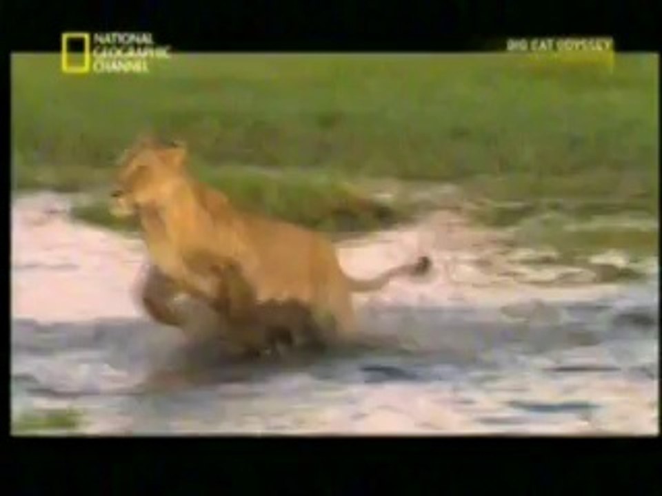 tiger run by farooq ahmad