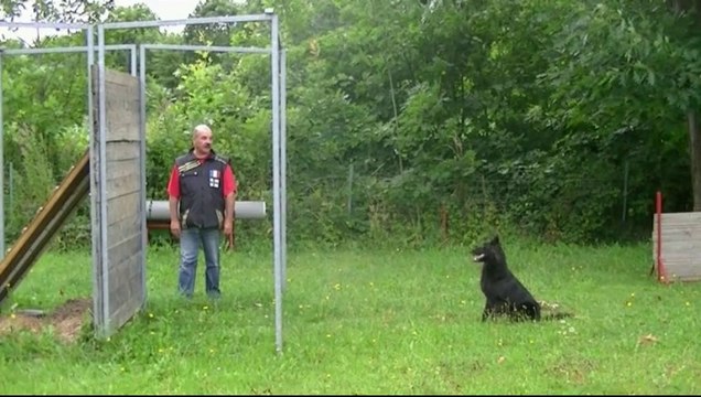 Entrainement sauts de haie et palissade, Starbuck