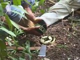 Désarmer un mine anti-personnelle! Cambodgien un peu kamikaze!